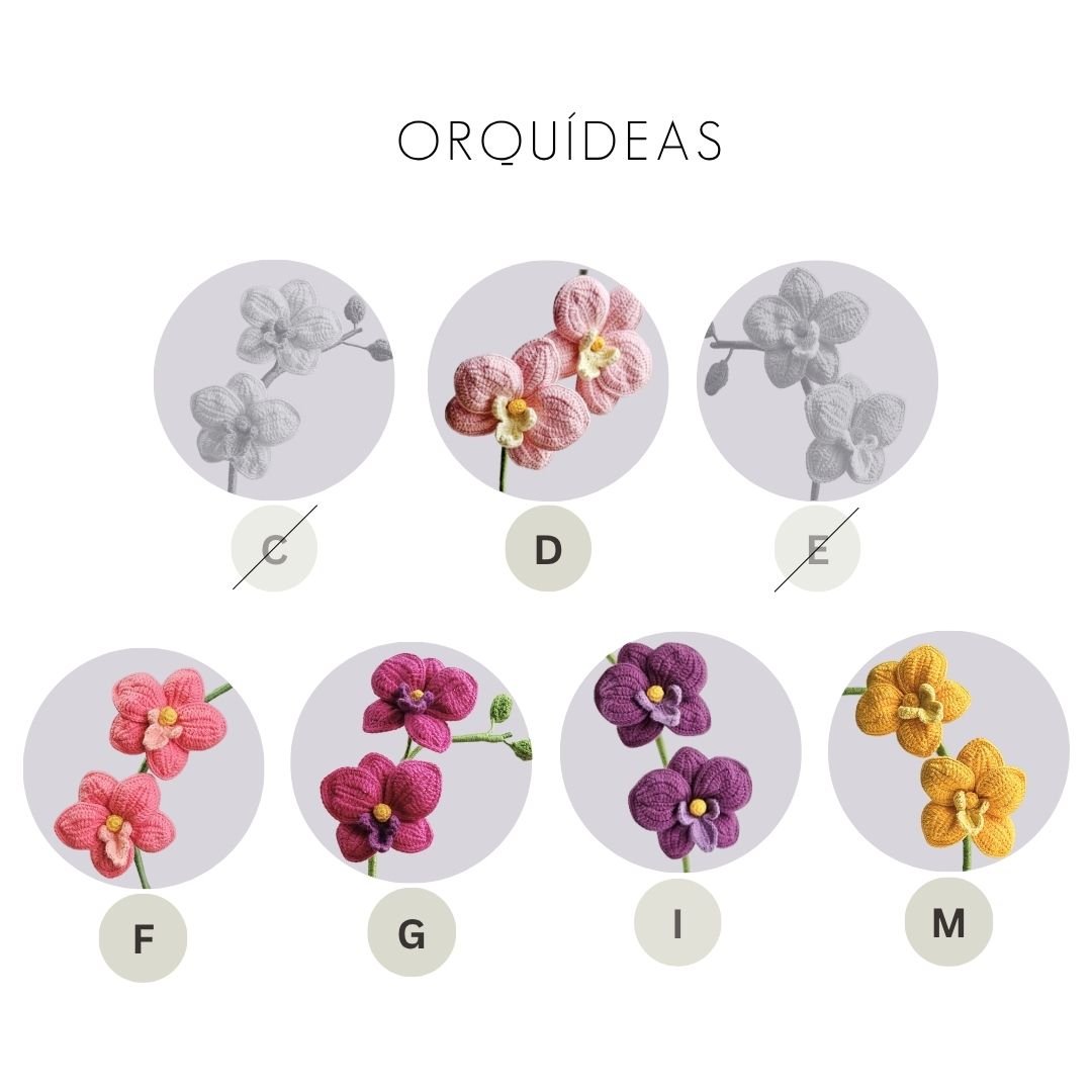 Orquídea Eva - Imagen 5