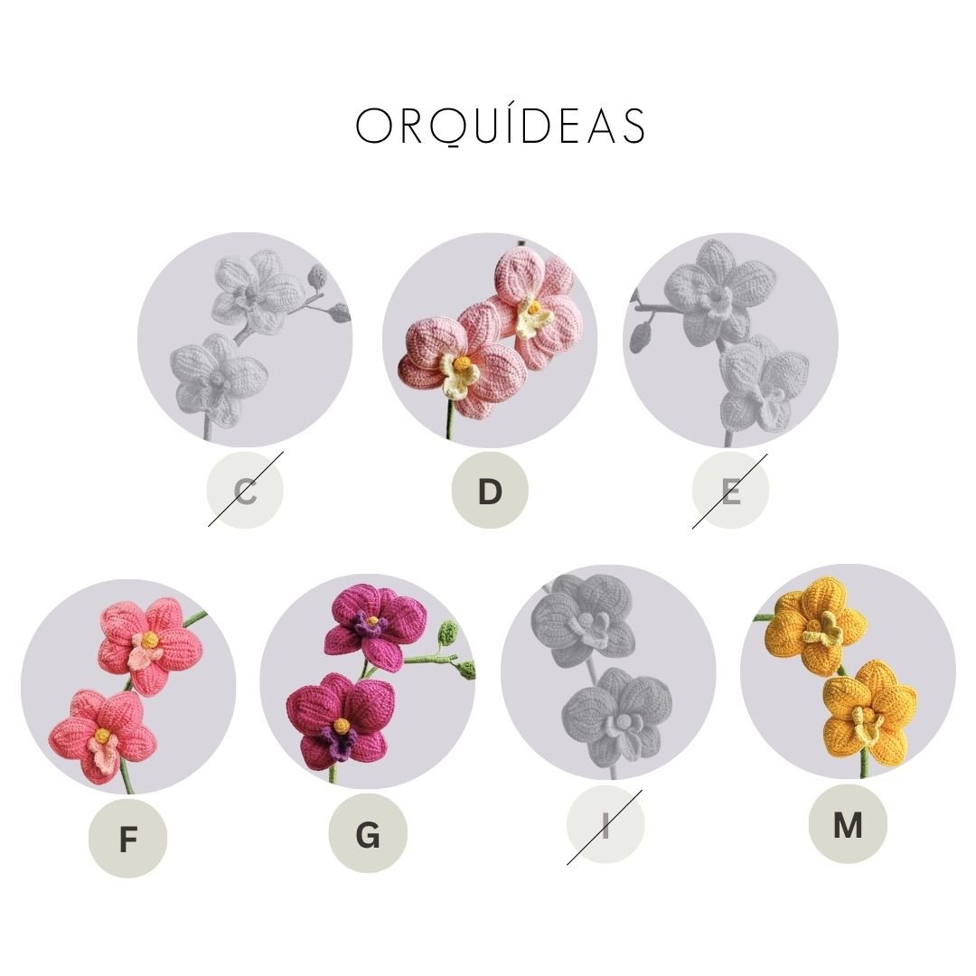 Orquídea Eva - Imagen 5