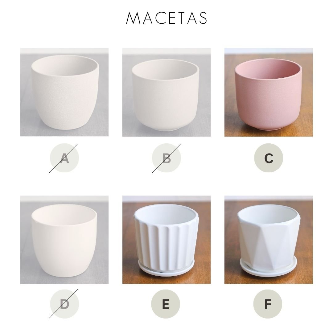 Anturio - Imagen 4