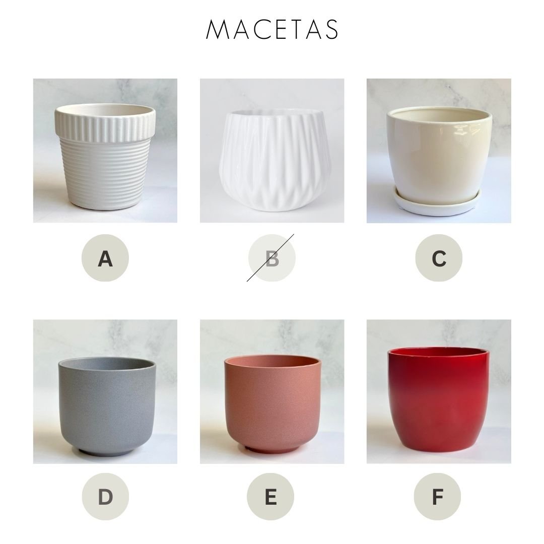 Orquídea Eva - Imagen 6