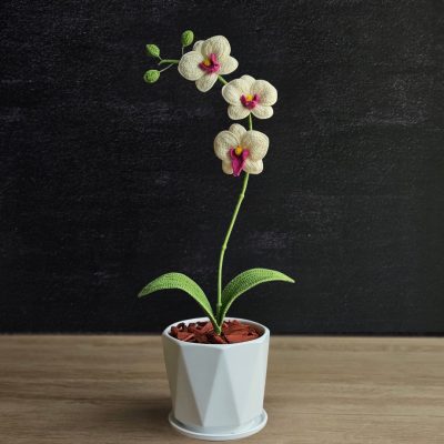 Orquídea Eva