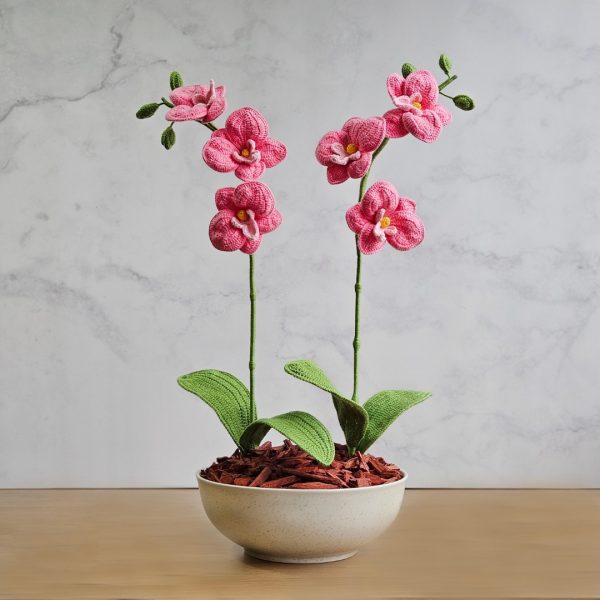 Orquídea Afrodita