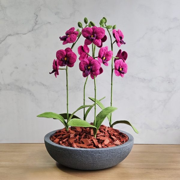 Orquídea Artemisa - Imagen 4
