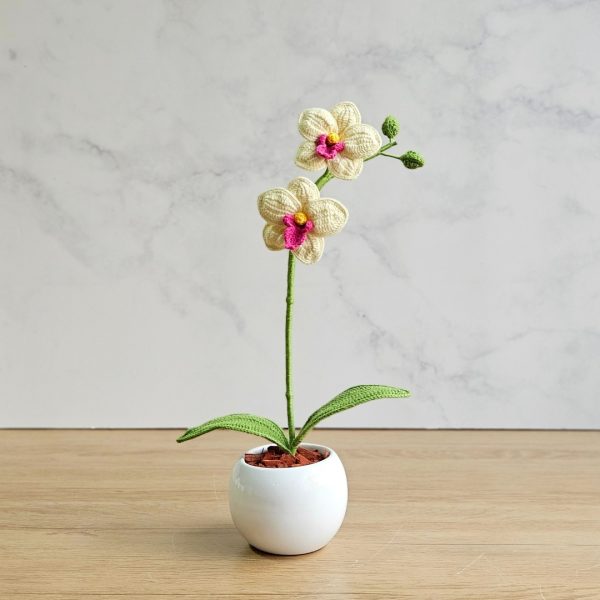 Mini Orquídea - Imagen 2