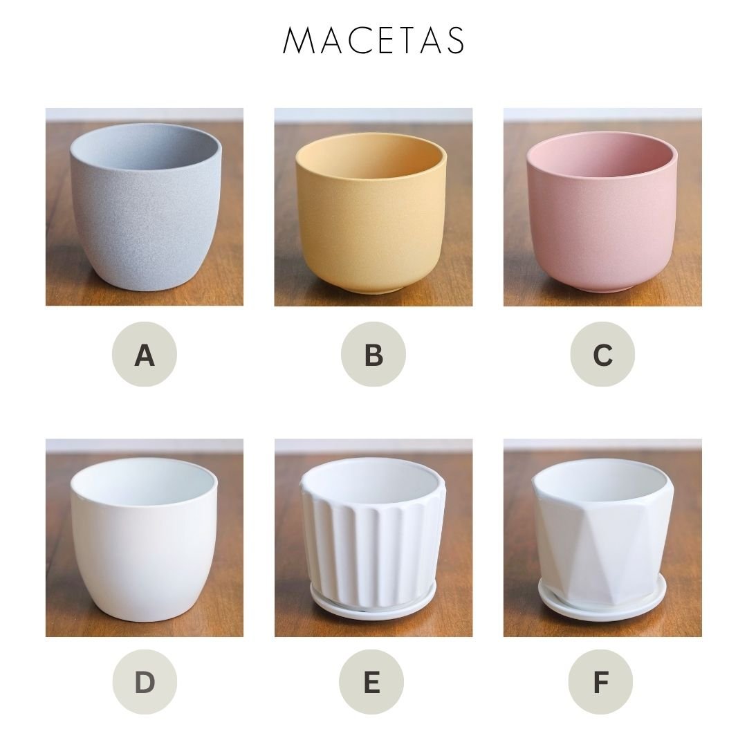 Maxi - Imagen 5