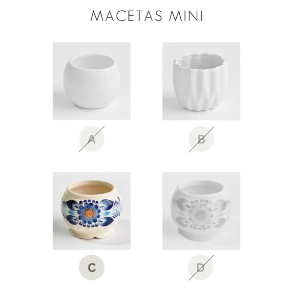 Margarita en maceta - Imagen 4