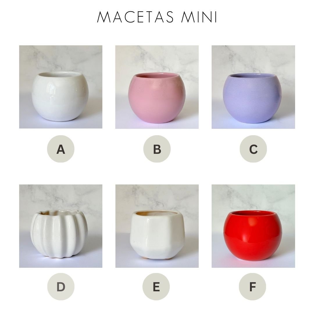 Rosa en maceta - Imagen 5