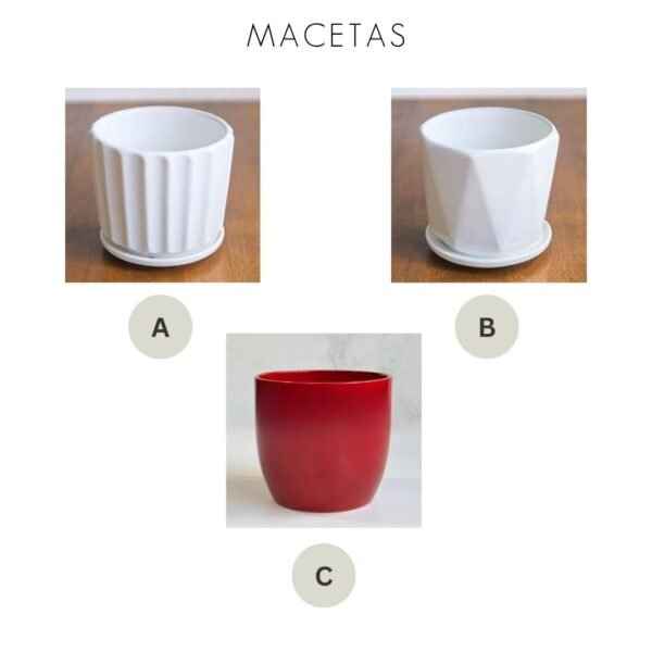 Lavandas